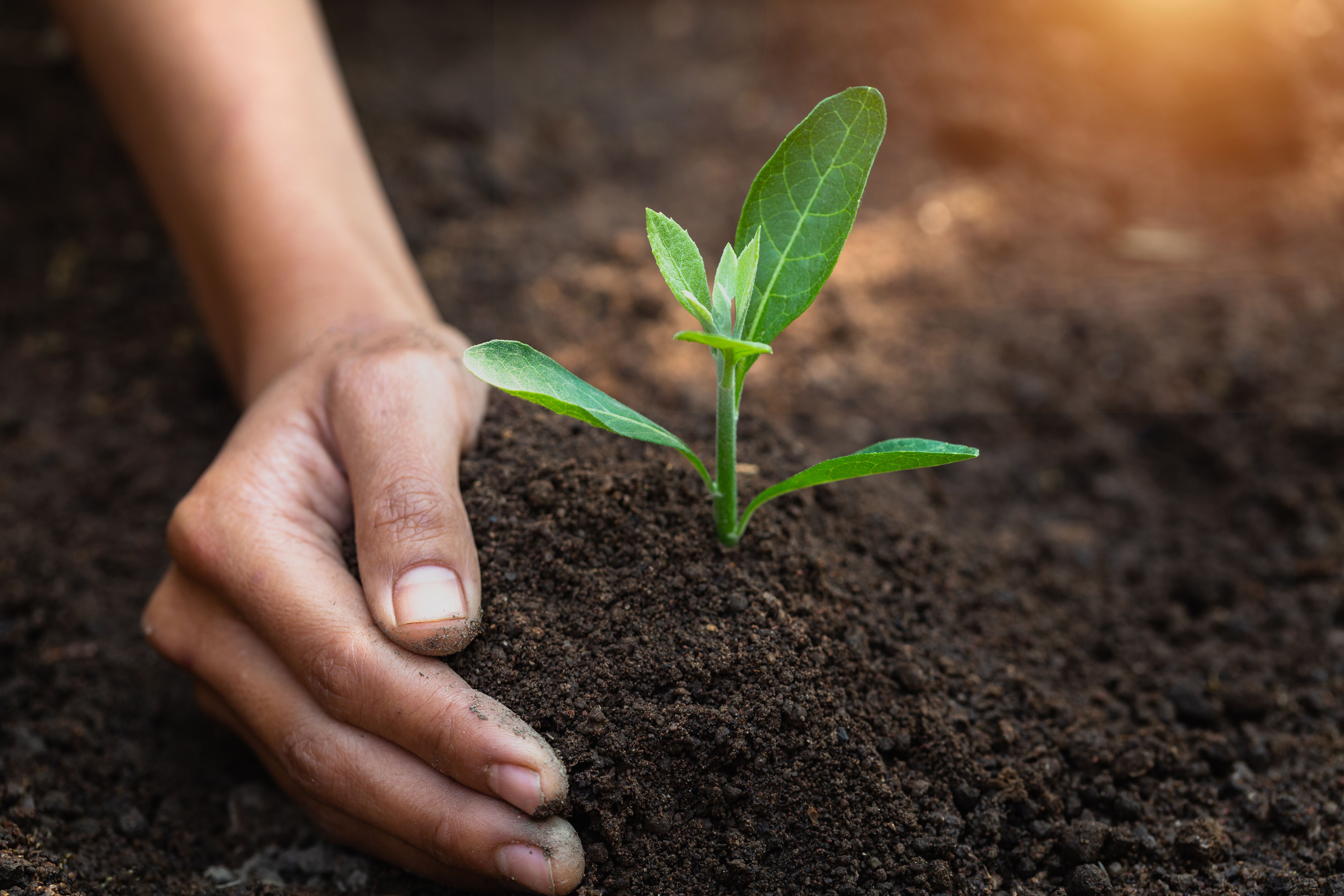 Improve Your Soil with Soil Builder - the Benefits of It