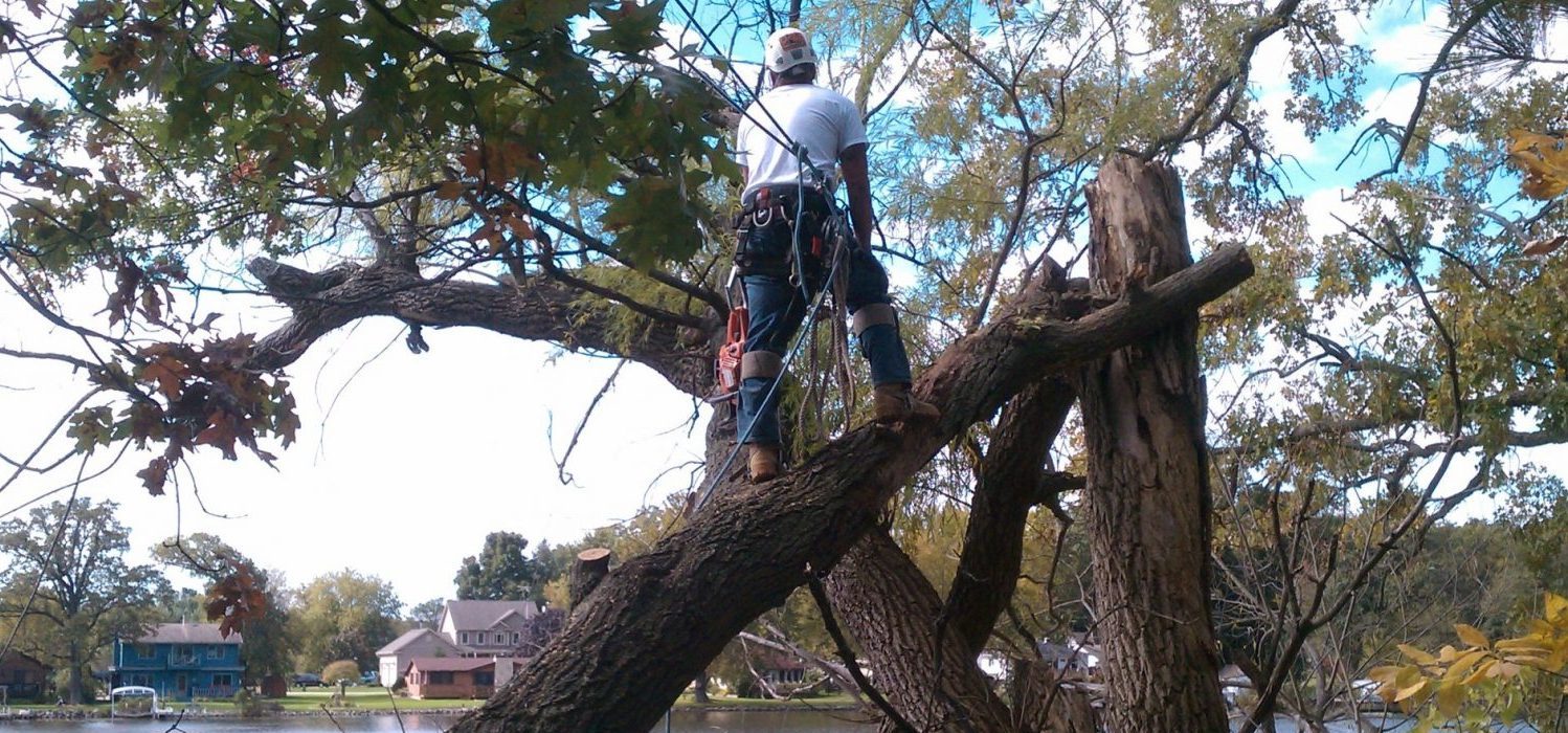 What You Need to Know Before Hiring a Tree Removal Service