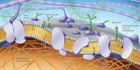 Extracellular Matrix Proteins Market Size, Drivers, Restraints Challenges, and Growth Opportunities Till 2028