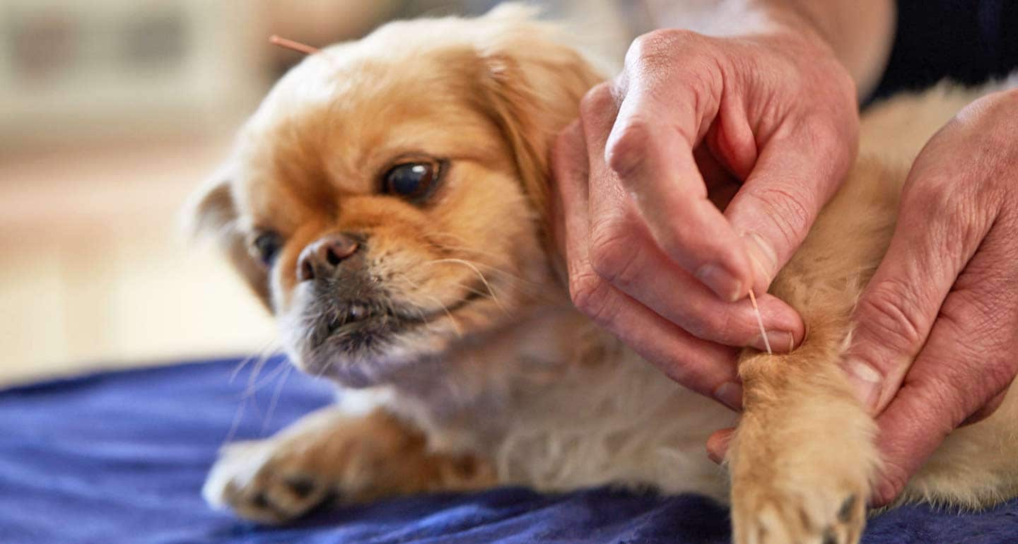 Canine Arthritis Market Drivers, Restraints and Challenges Analysis Report 2023-2028