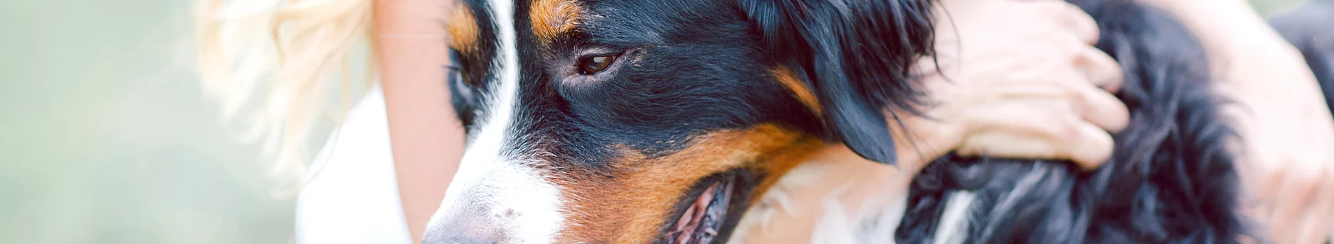 What Do I Need To Know Before Choosing a Veterinarian?