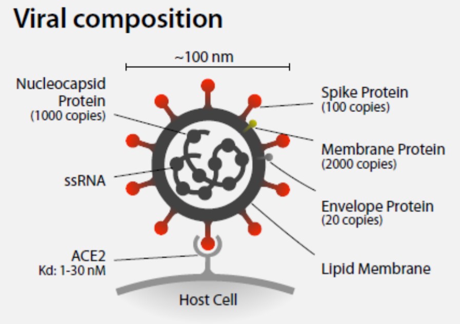 home testing for Covid19 testcliq.com