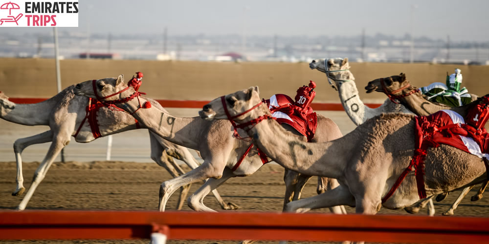 Desert Safari Dubai: The women’s creation history of camels racing in Dubai