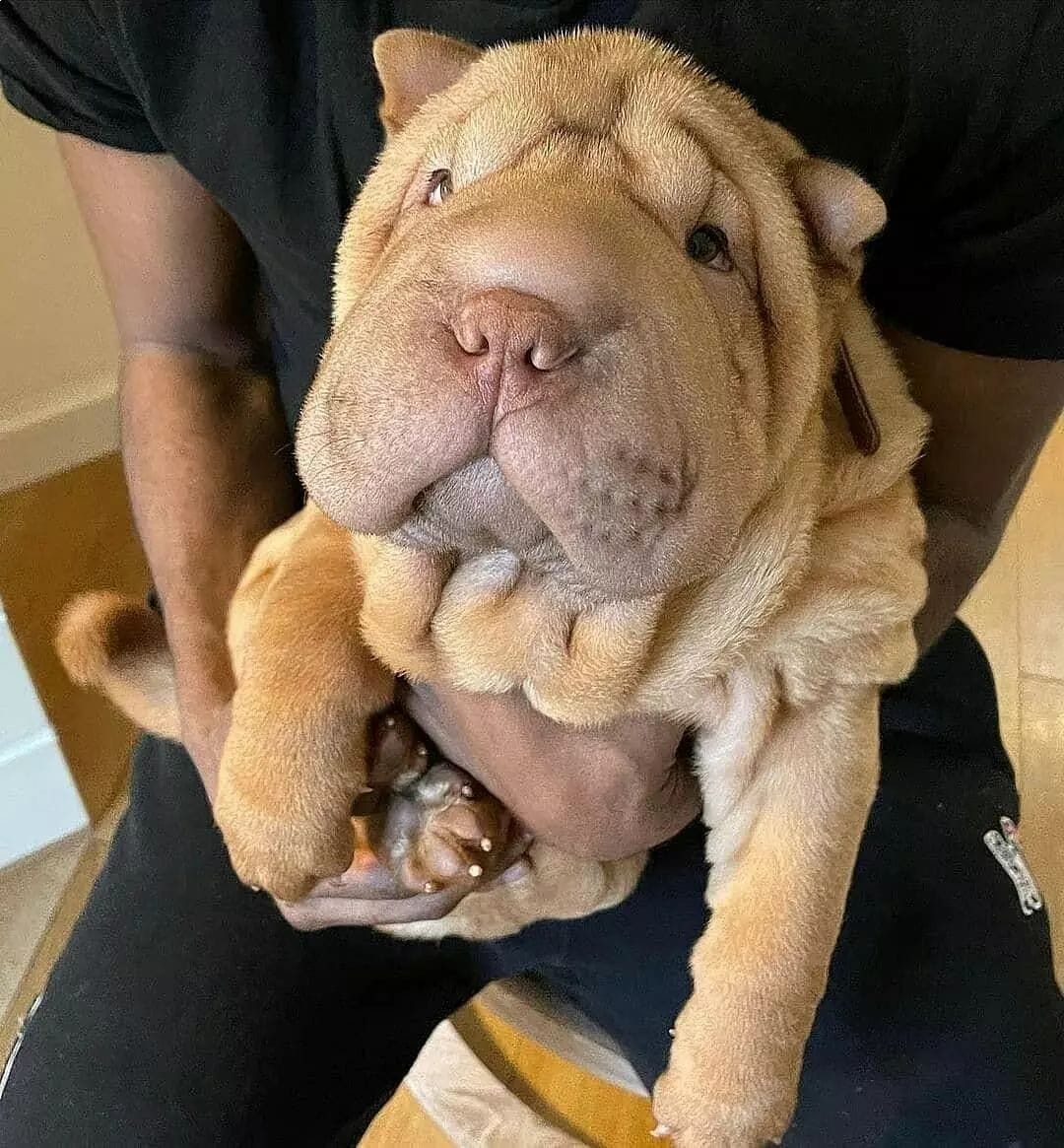 shar pei puppies