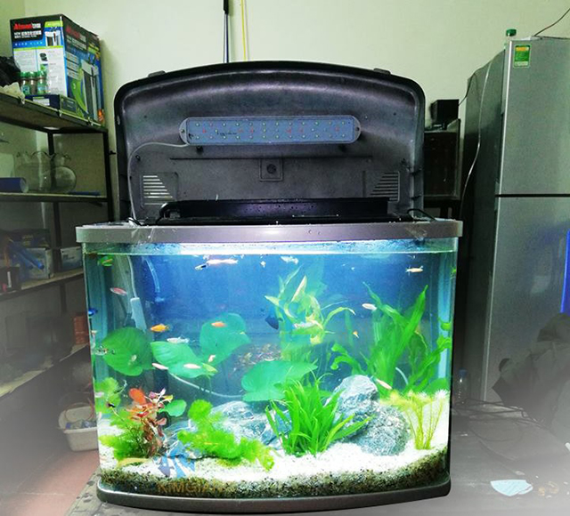 Giá bể cá cảnh mini đẹp, rẻ, thích hợp trang phí trong làm việc tại Hà Nội