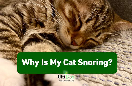 Why Is My Cat Snoring?