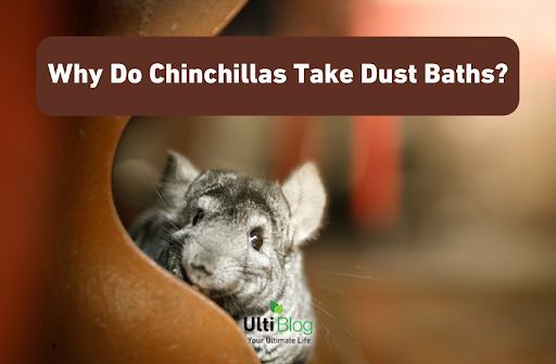 Why Do Chinchillas Take Dust Baths