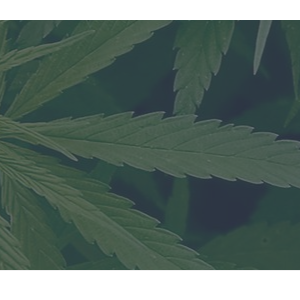 California Marijuana Online Dispensaries