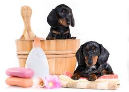 Pet Care Products Market 2022 Size, Dynamics & Forecast Report to 2028