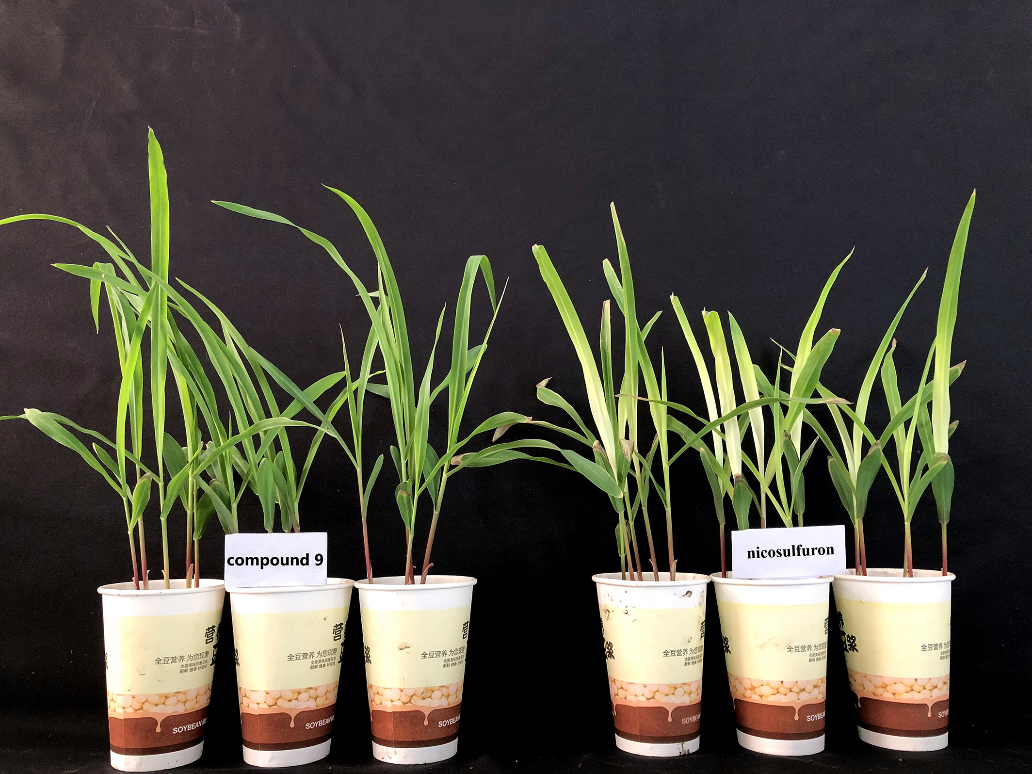 Global Herbicides Safeners Market Report, Latest Trends, Industry Opportunity & Forecast to 2028