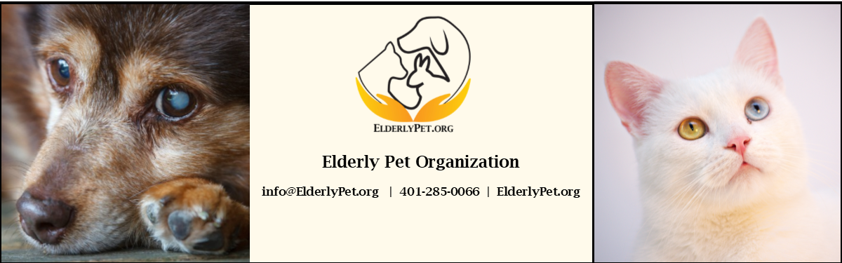 Why Should You Donate Charity For Pets?