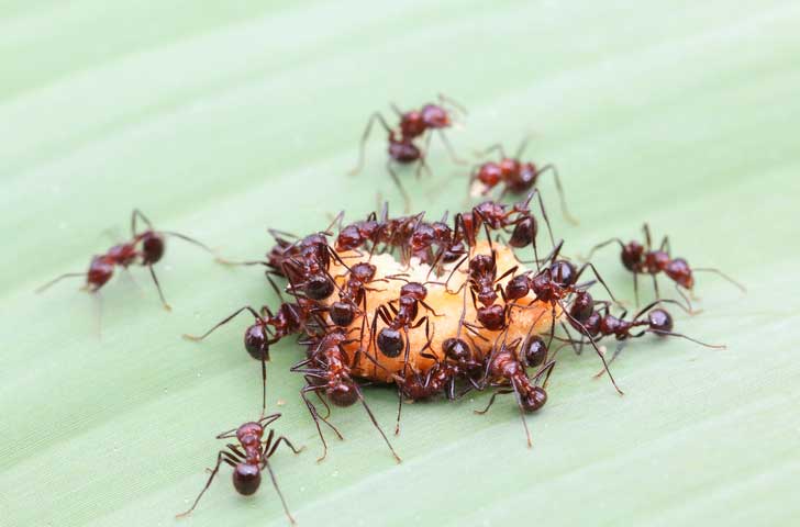 Ant Extermination in Norfolk VA