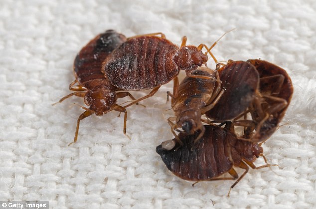 Bed Bug Extermination in Norfolk VA