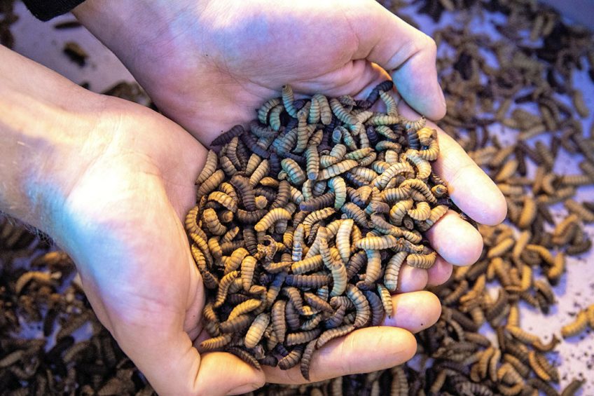 Insect Protein Market 2022 Size, Dynamics & Forecast Report to 2028