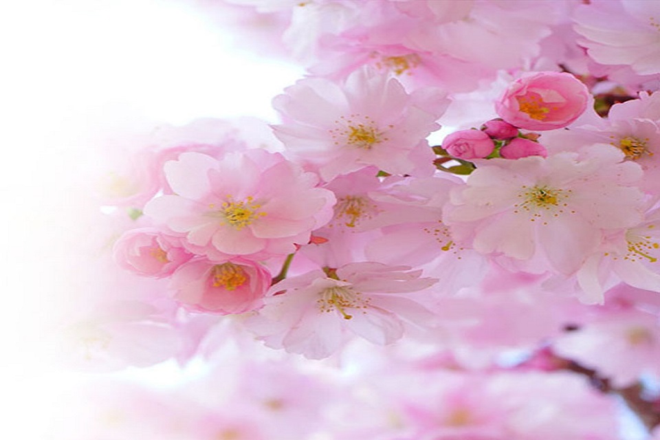 Strategic On Demand Flower Delivery App Development Tricks