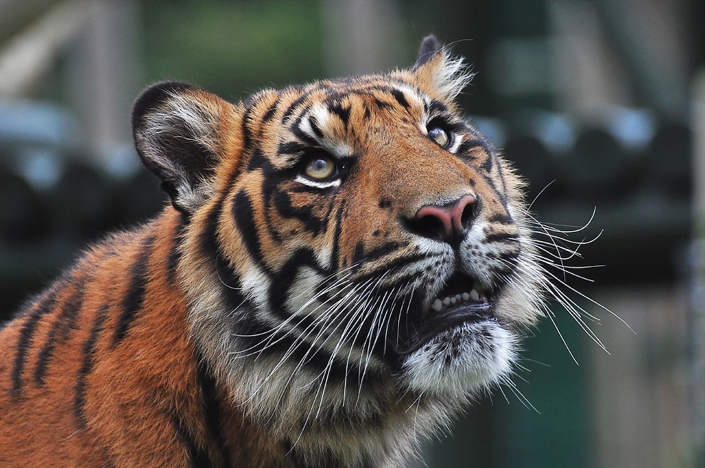 Rivers in Jim Corbett National Park