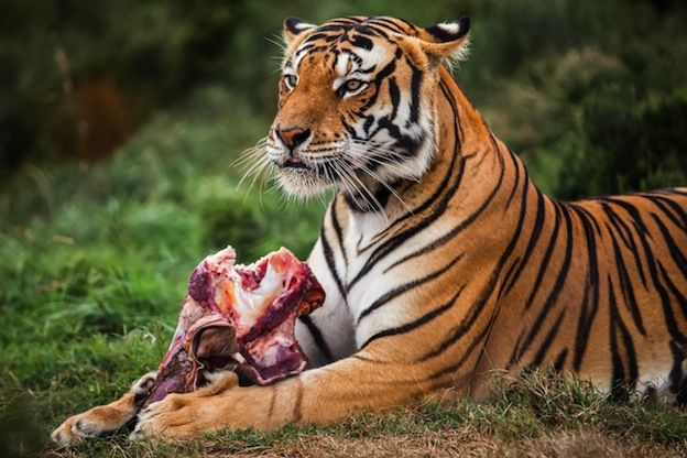 Surprising Facts about Bengal Tigers You Need To Know