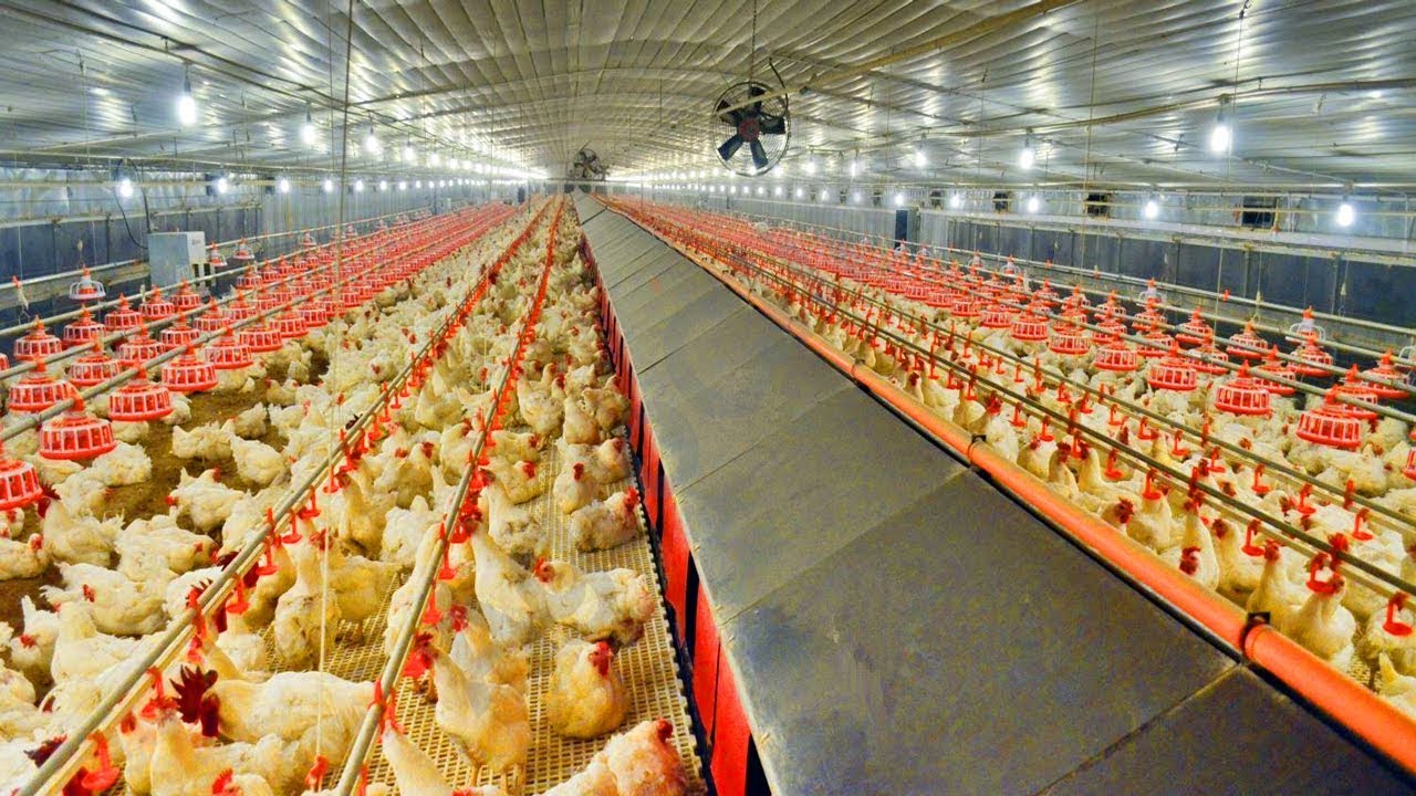 global Poultry Keeping Machinery Market Growth Accelerated by Increased Focus on Poultry Farming