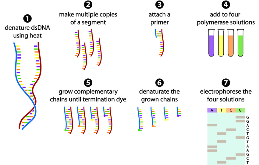 Sequencing for Tomorrow: Sustainability and Growth in the DNA Sequencing Market