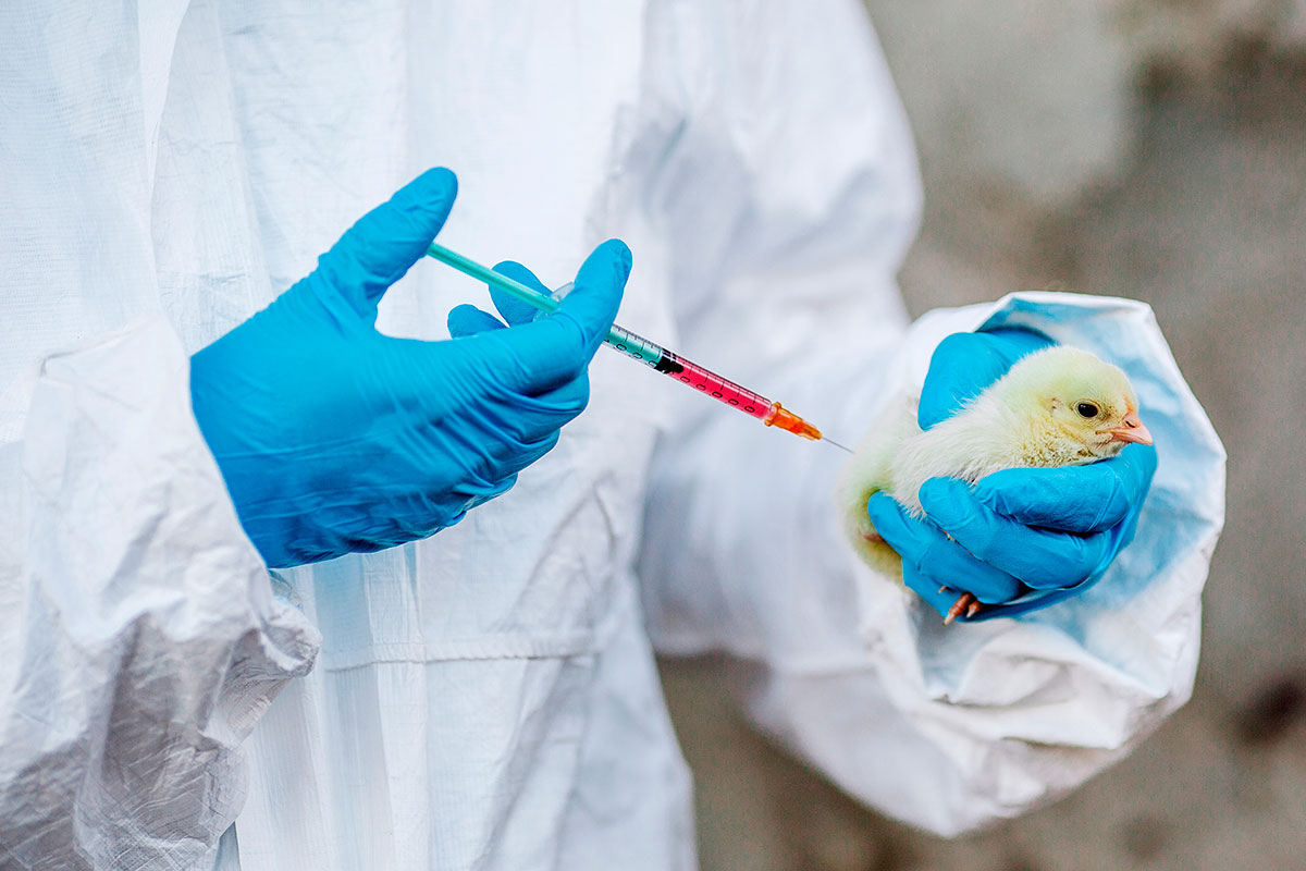 Global Poultry Antibiotic Market Is Estimated To Witness High Growth Owing To Rising Concerns Regarding Poultry Health