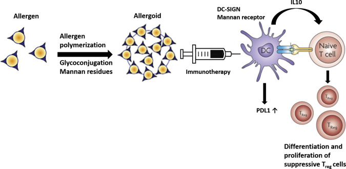 How does Europe And Japan Allergy Immunotherapy helps to Switch Off the Allergy? 