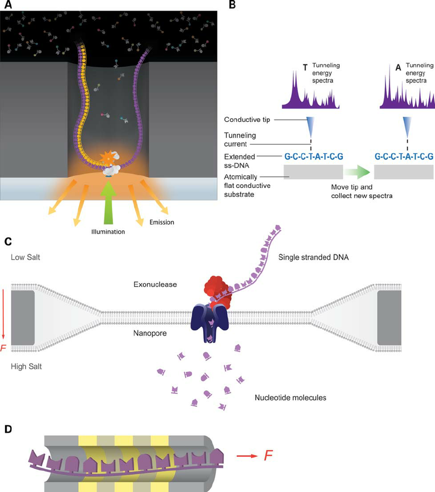 Unlocking the Future: Exploring the Potential of Third Generation Sequencing