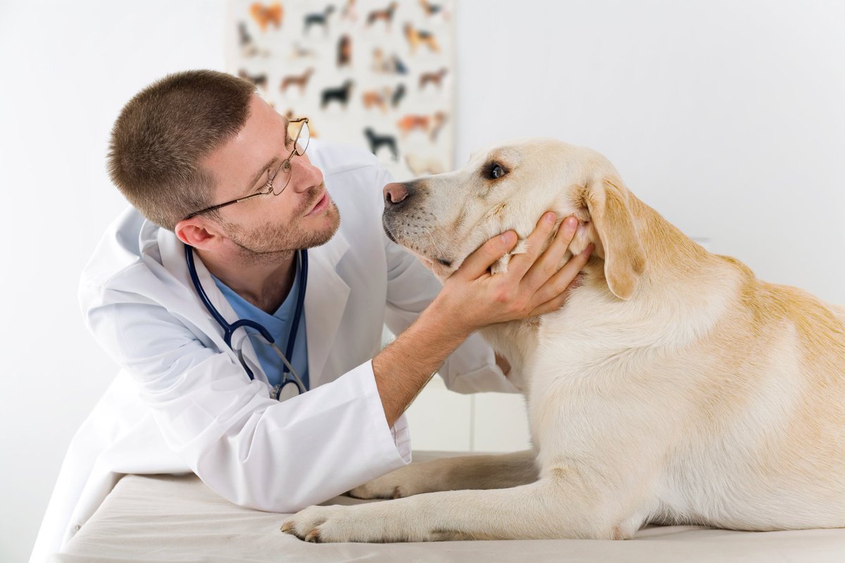 North America Companion Animal Drugs: Consumer Demand and New Product Innovation