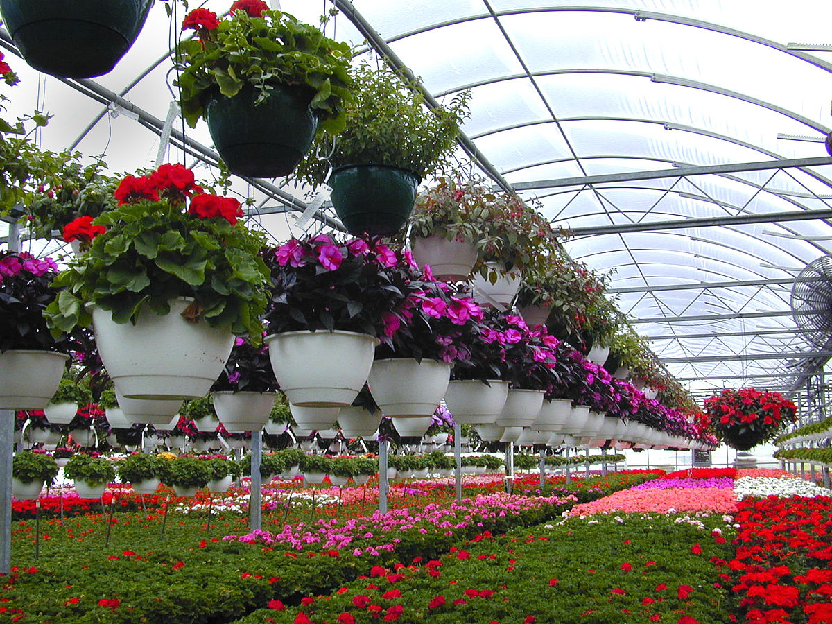 In Floriculture, Flowers Are Cultivated And Sold