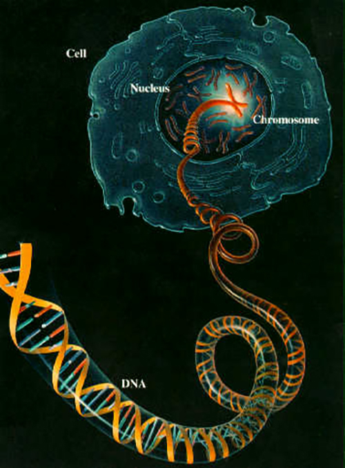 Single Cell Genome Sequencing Market is Driven by Growing Adoption in Cancer Research