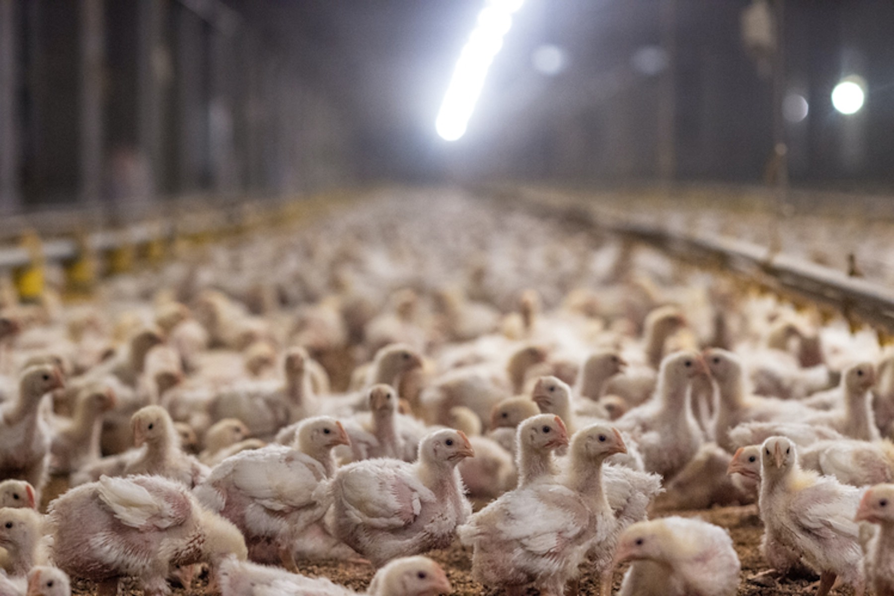 Demystifying Consumer Behavior in the Poultry Market