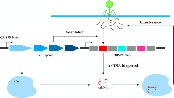 Decoding the CRISPR and CAS Gene: Nature's Adaptive Immune System