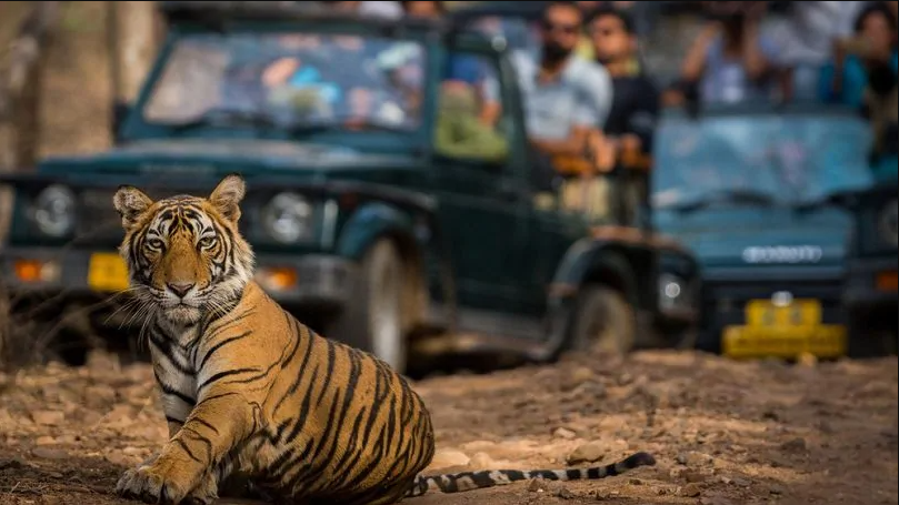 How Many Days Are Enough For Ranthambore National Park Trip?