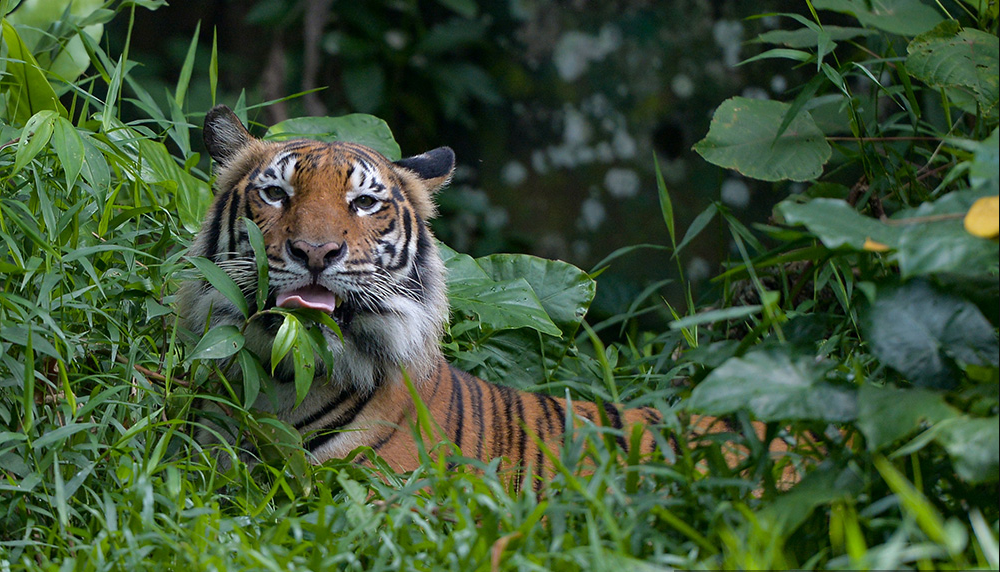 Incredible Two National Parks in India One Must Visit At least once