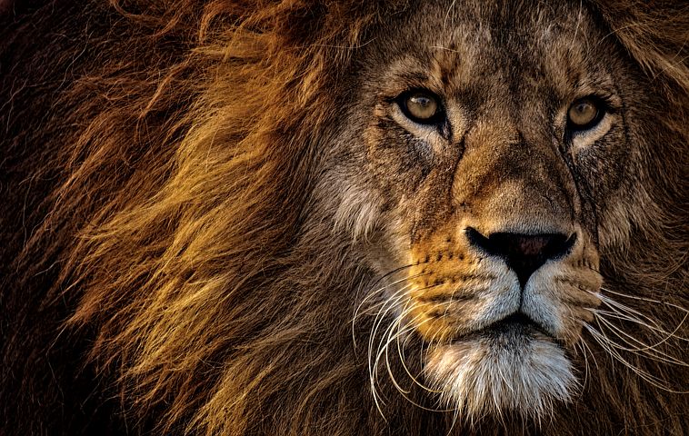 Tribal Settlements in Gir National Park