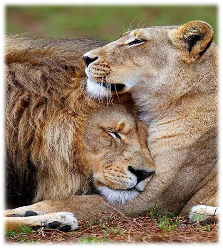 Planning To Visit Devalia Safari Park - Must Visit Kamleshwar Dam
