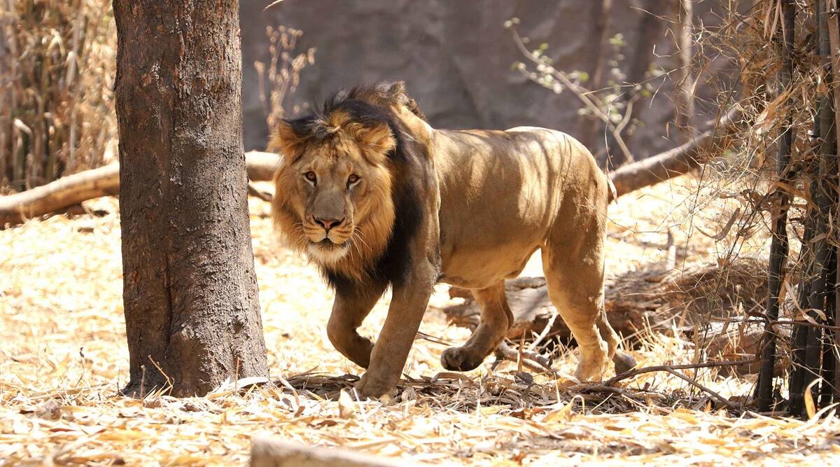 Planning a Trip to Gir National Park: Must Visit Somnath Temple