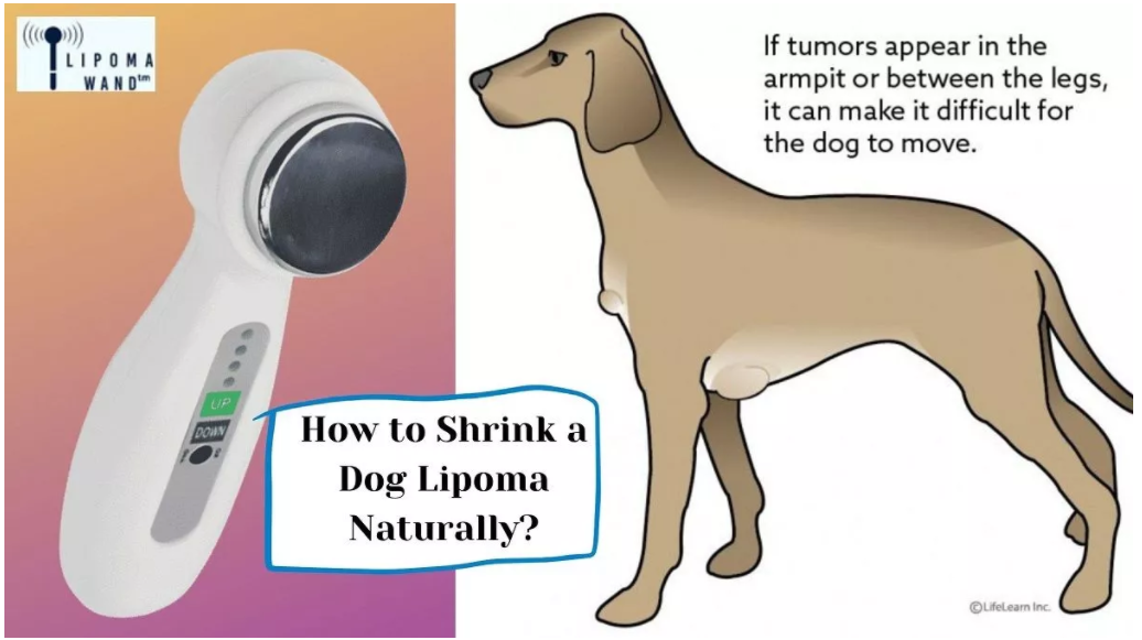 How to remove dog fatty tumors?