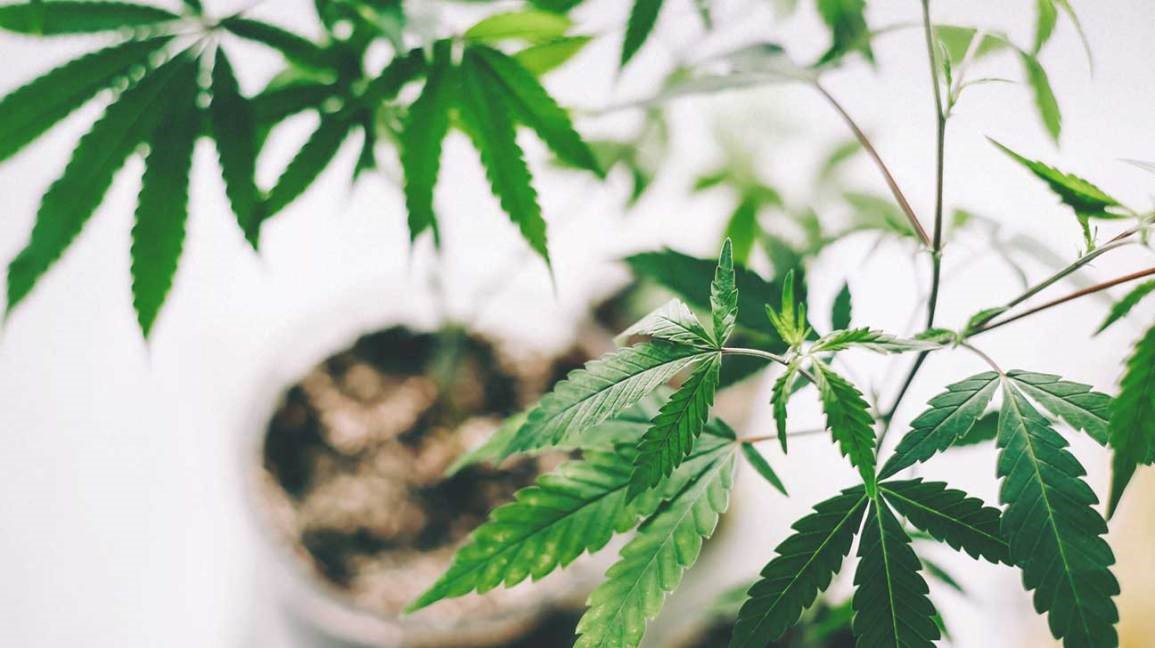 El mejor aceite de CBD para bajar de peso