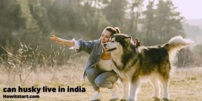 Can Husky Live In India: Howitstart