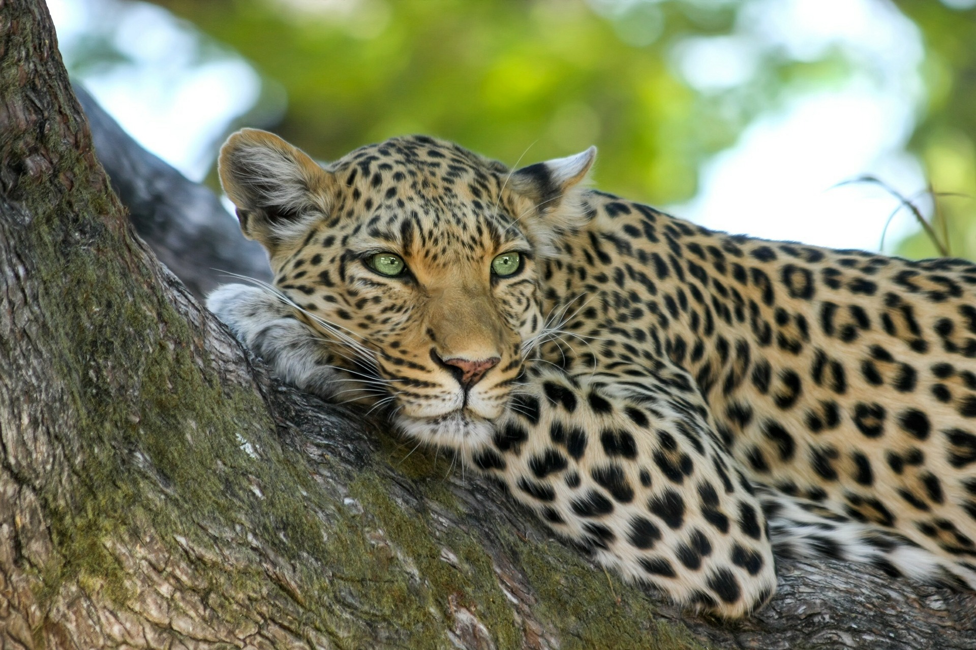 What are the best months to go on a safari in Tanzania?