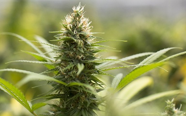 Edible drugs for sale