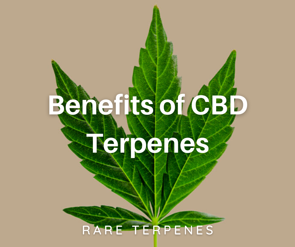 Benefits of CBD Terpenes