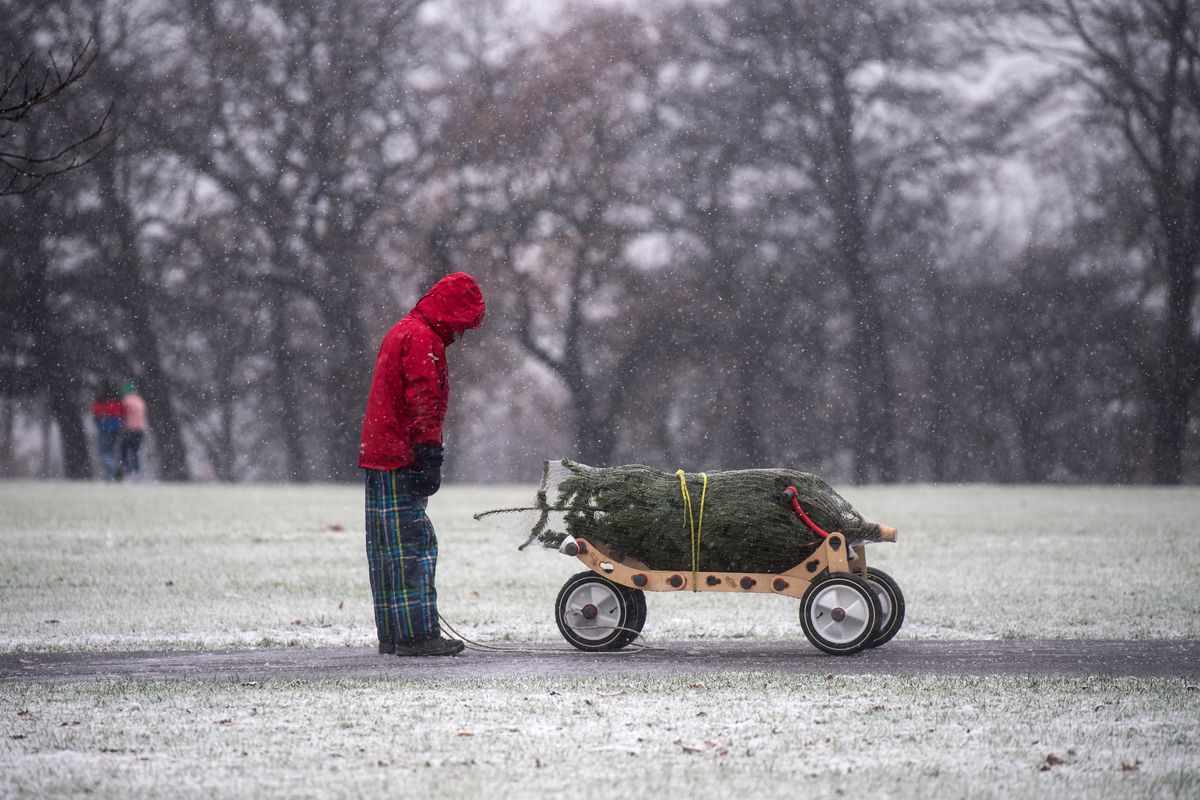 The Benefits of Christmas Tree Delivery