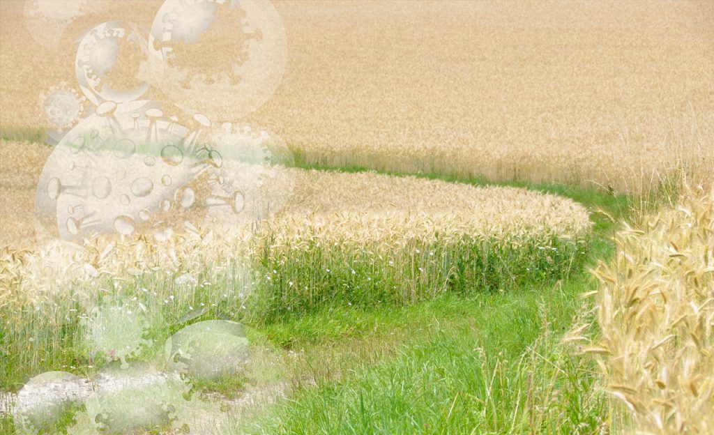 Increasing Agrarian Distress in India Due to COVID – 19