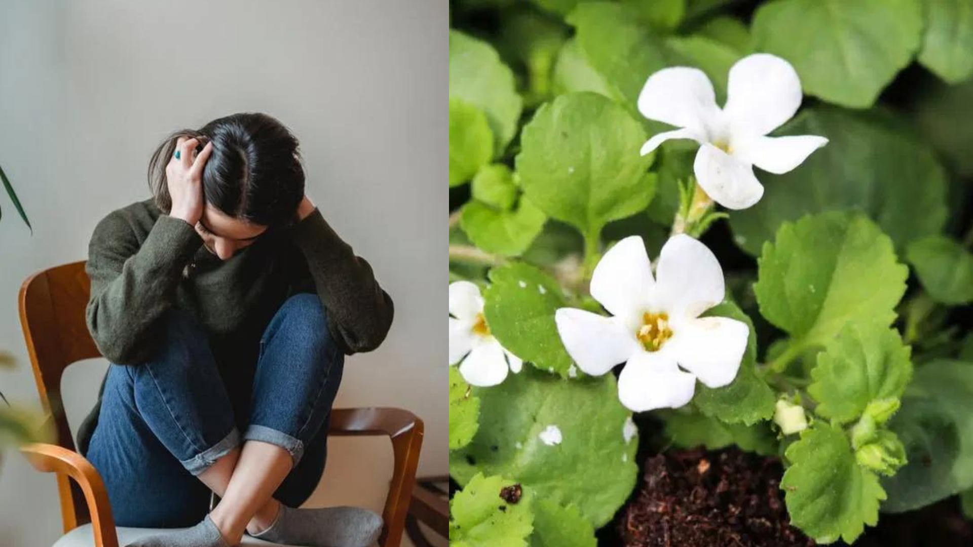 How Bacopa Monnieri Can Help with Anxiety