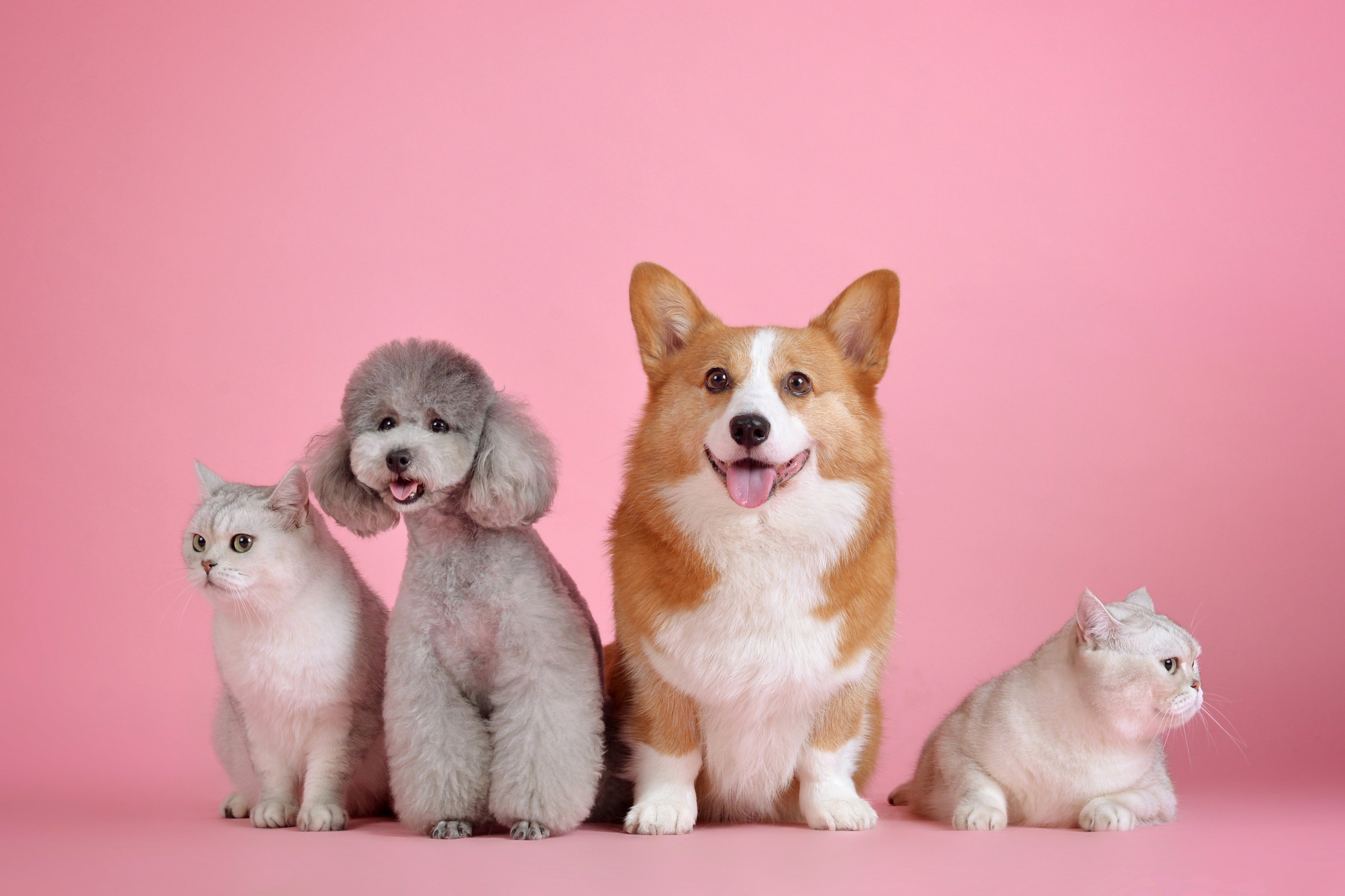 My Wag N Tails - Pet Shop In Pune