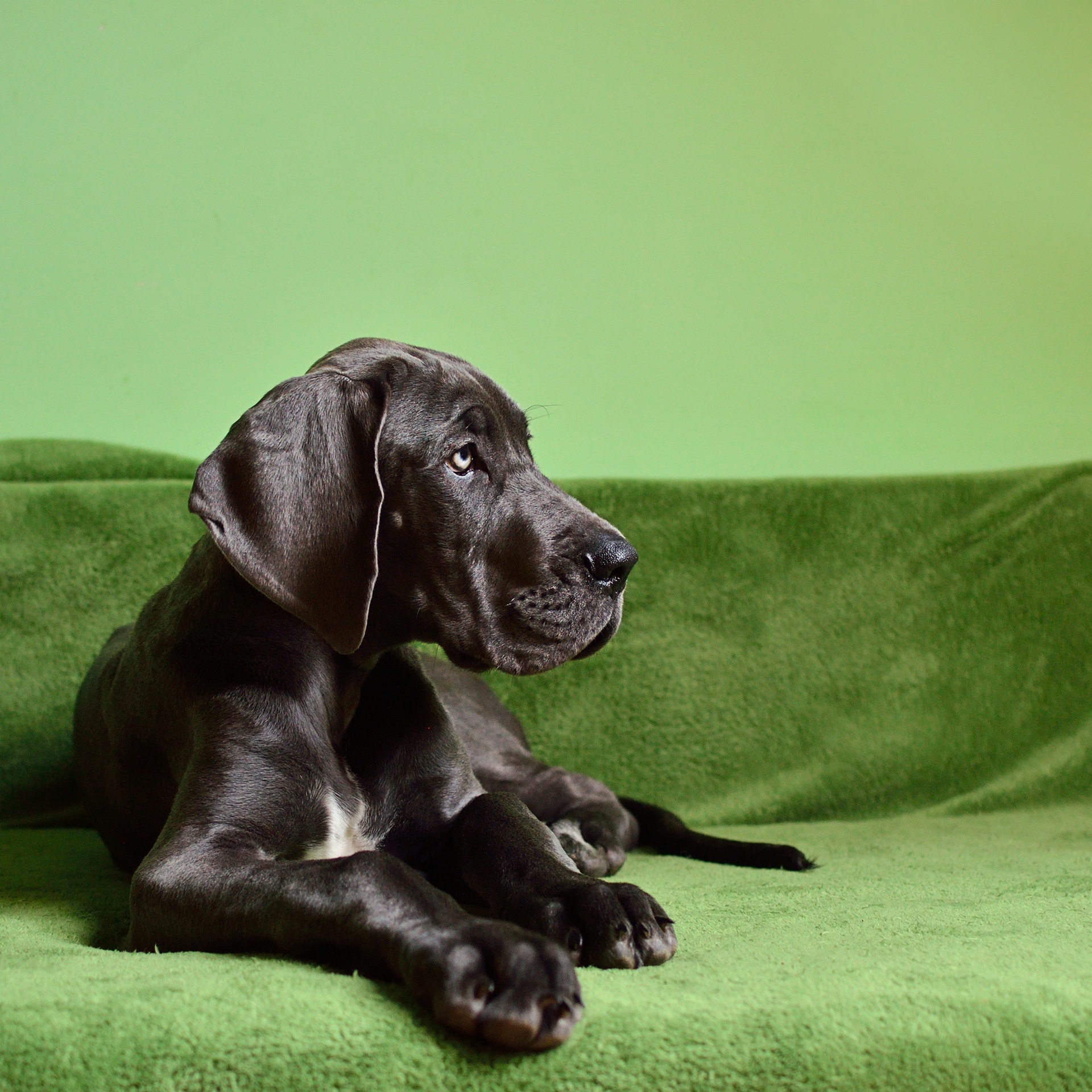 100% Purebred Great Dane Puppies Available at Efficient Prices in Pune