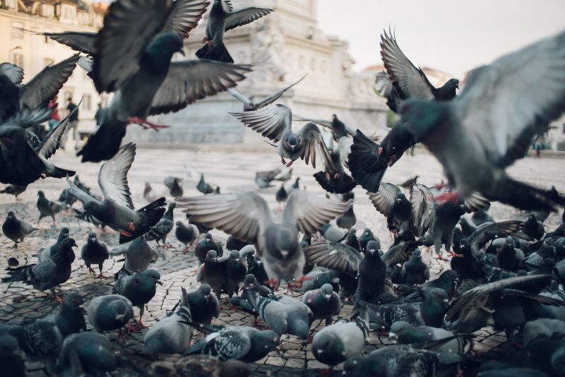Why Pigeon Netting is the Best Option for Pigeon Control