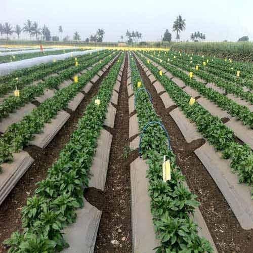 Plastic Mulch Market Report 2022 | Global Industry Trends, Forecasts and Opportunity Assessment Till 2028