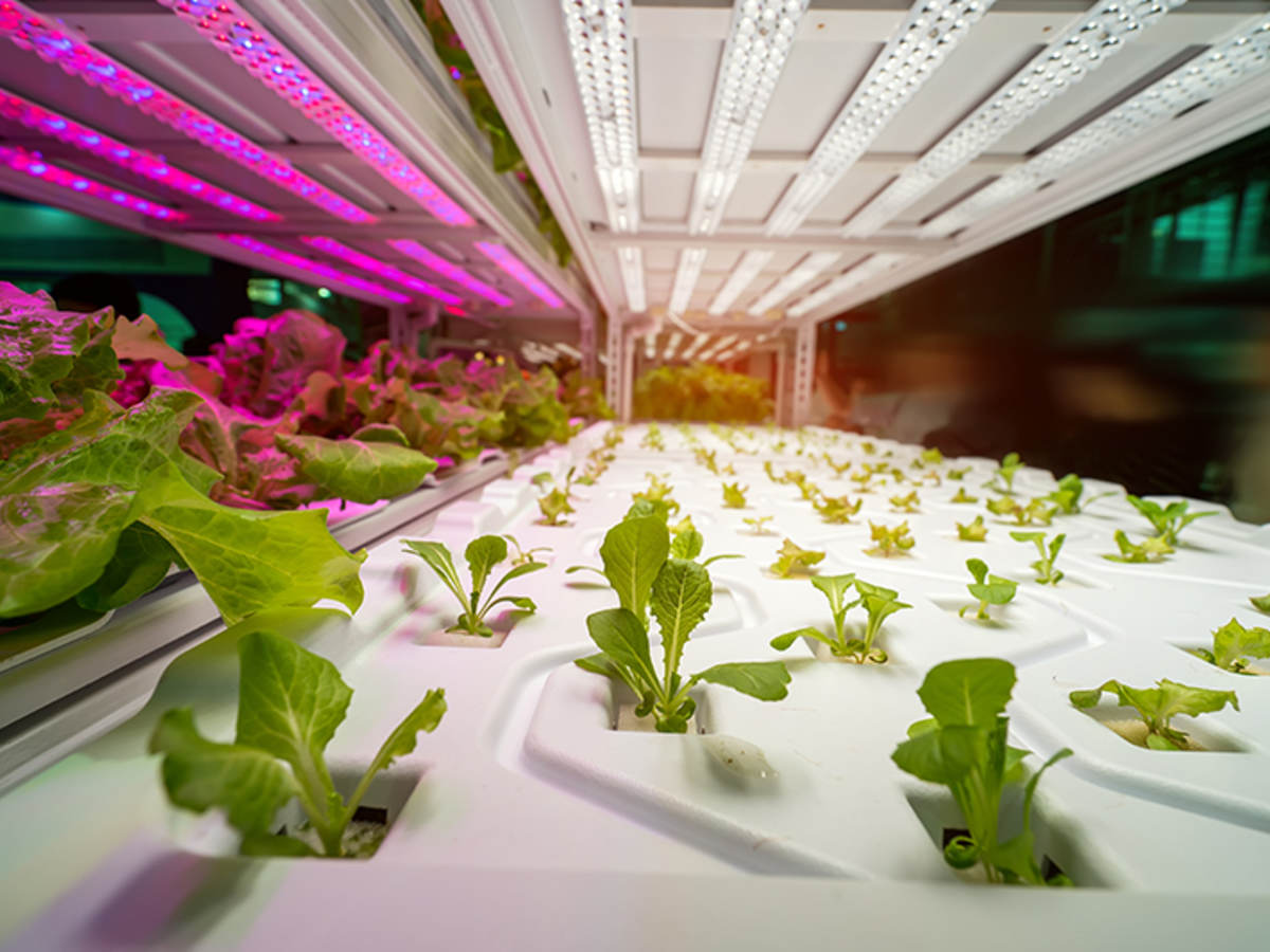Horticulture LED Lighting Market Insight | Outlook | Growth Analysis Report to 2032